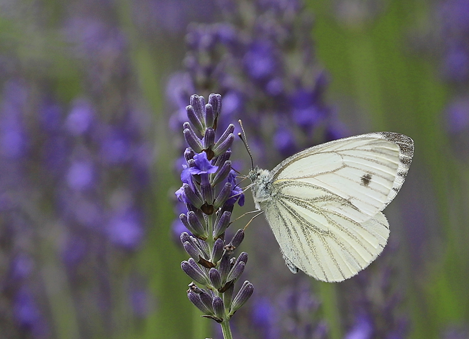 Insekten & Spinnen