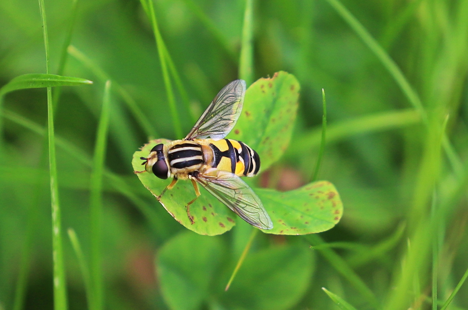 Große Sumpfschwebfliege