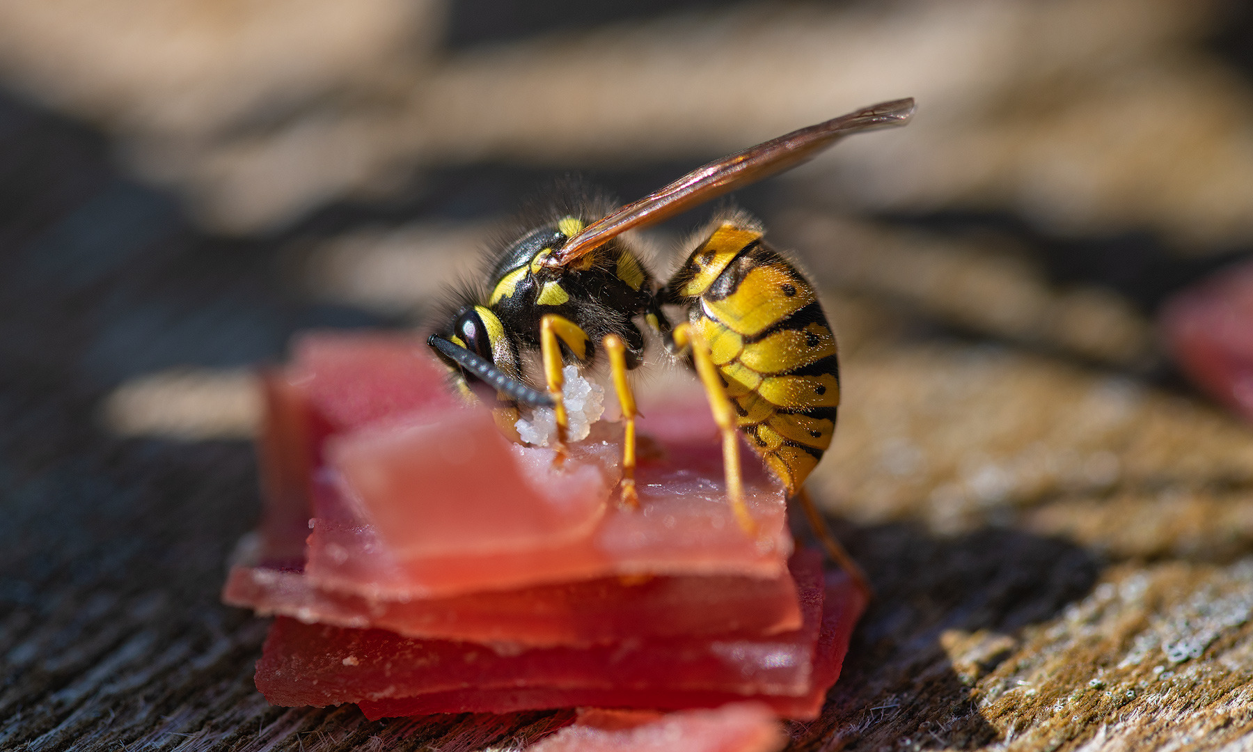 Wespen Mahlzeit