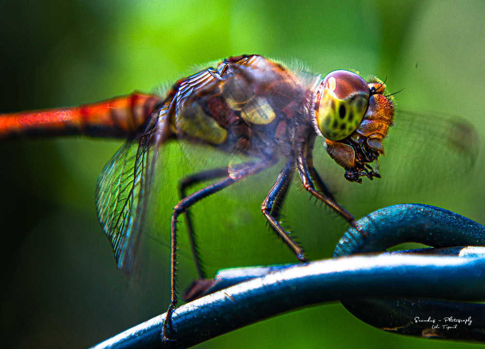 Wildlife