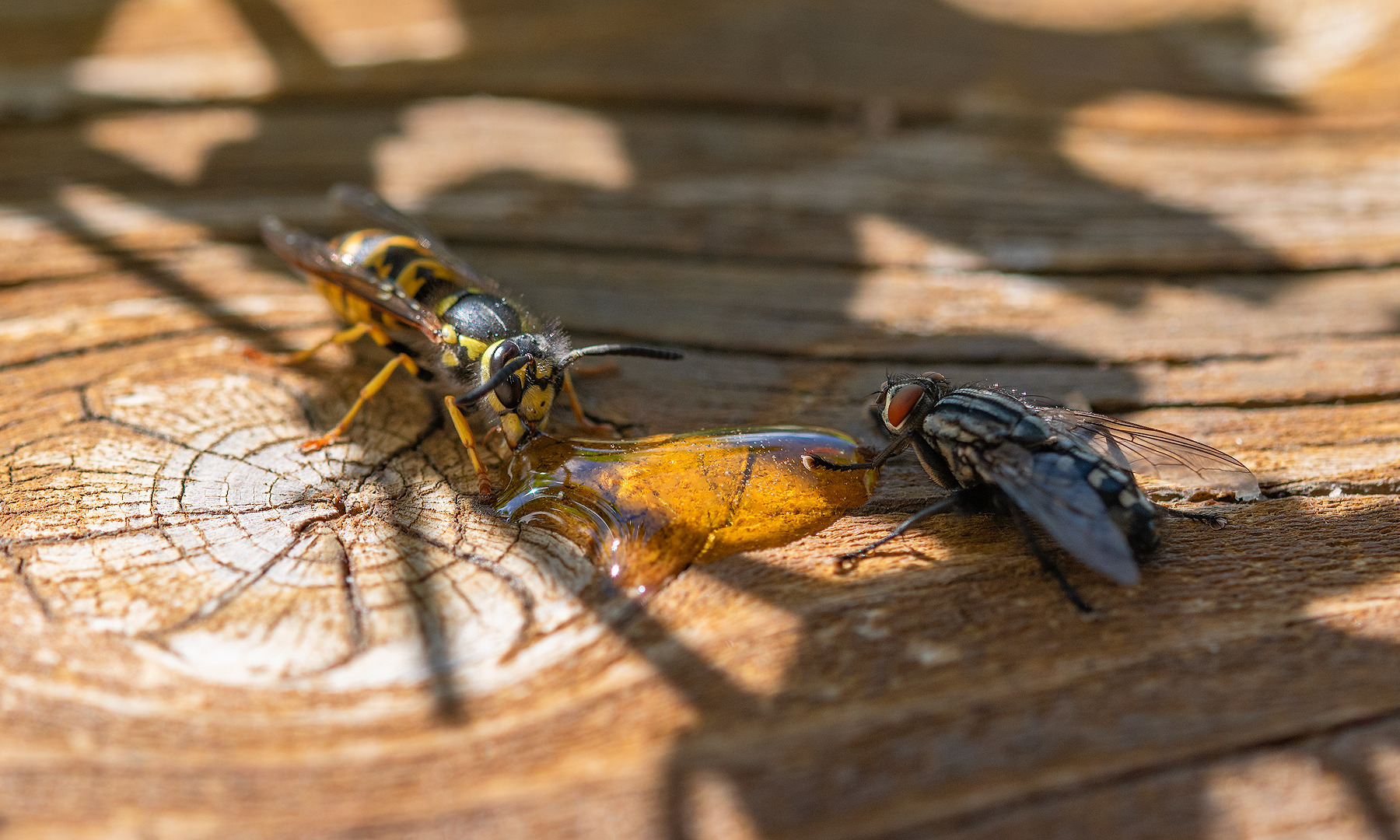 #Insekten - Freunde auf Zeit