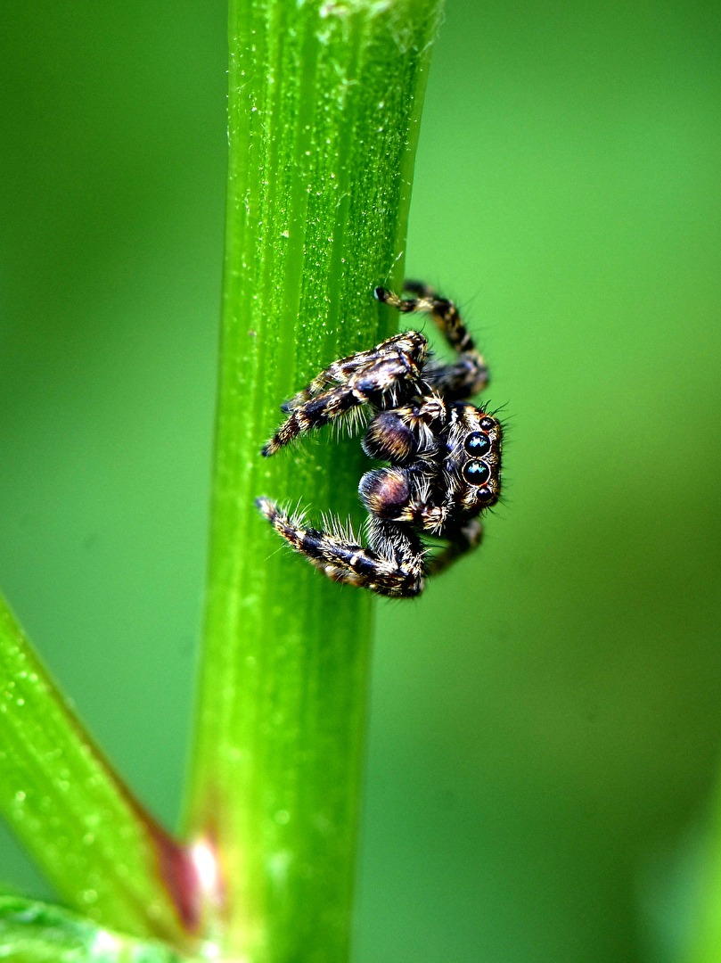 Springspinne
