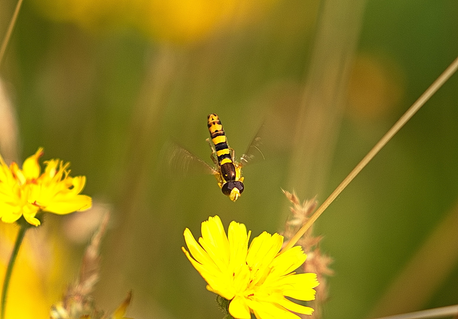 Gewöhnliche Langbauchschwebfliege