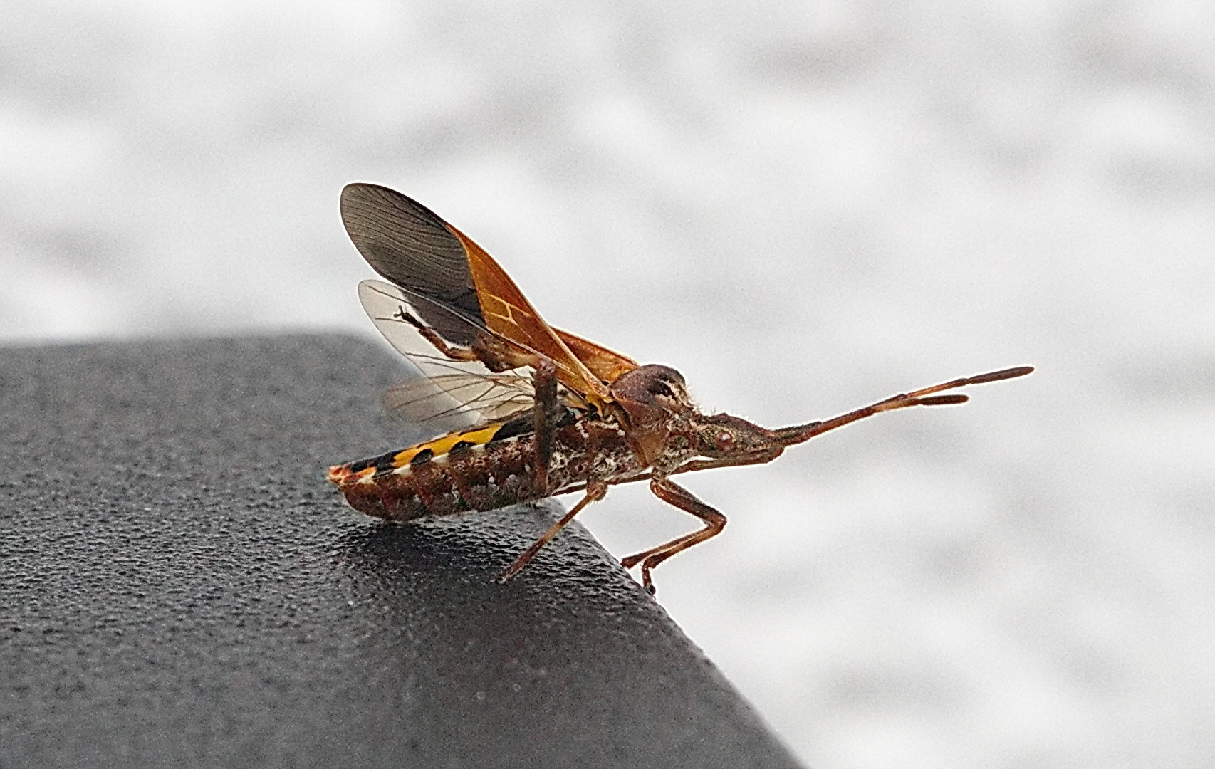 Insekten & Spinnen
