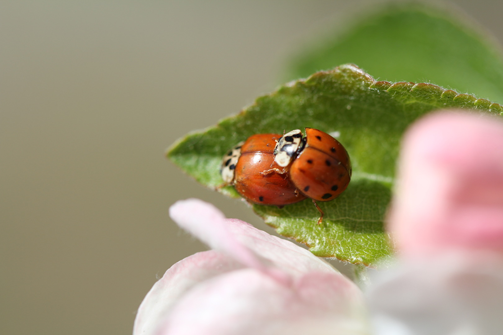 ...sich "Liebende"...