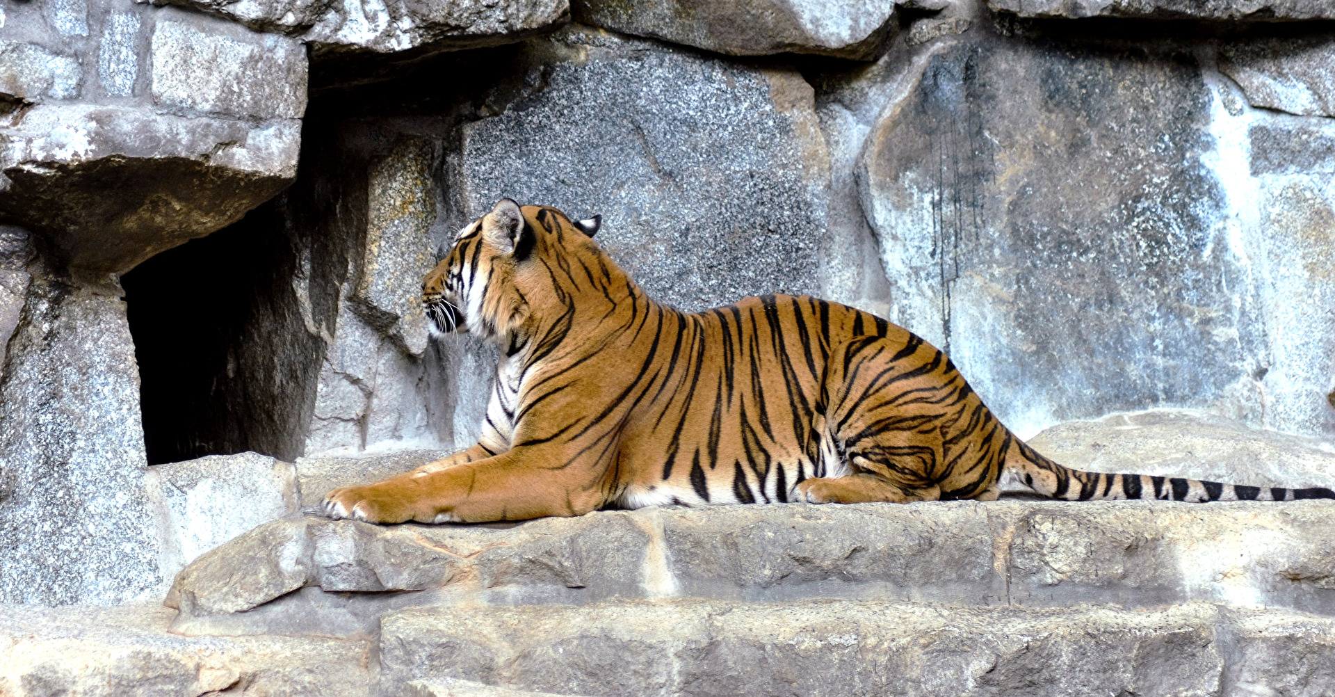 Sumatra-Tiger (1)