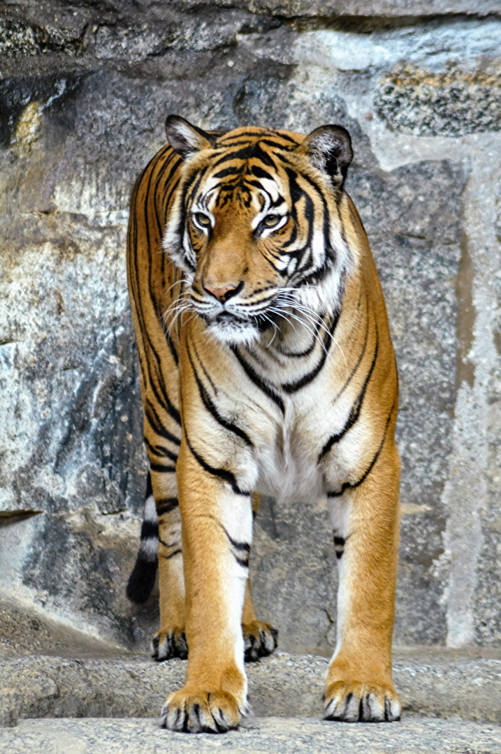 Sumatra-Tiger (2)