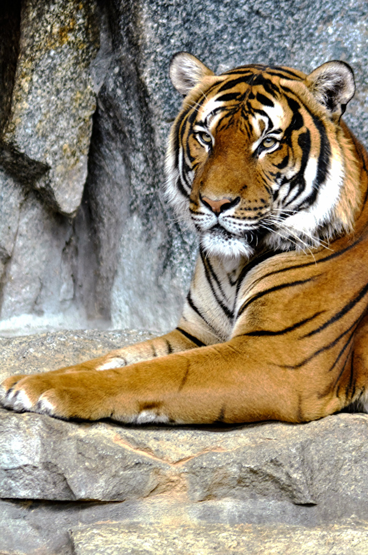Sumatra-Tiger (3)
