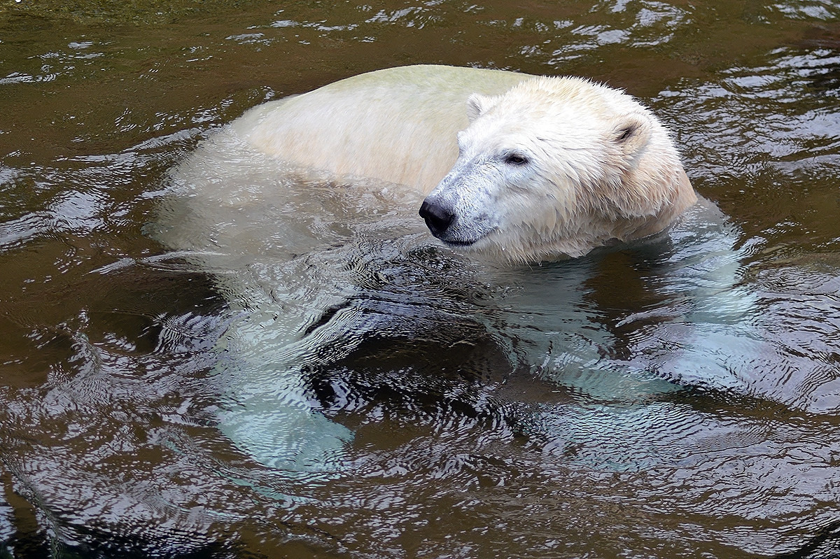 Eisbär