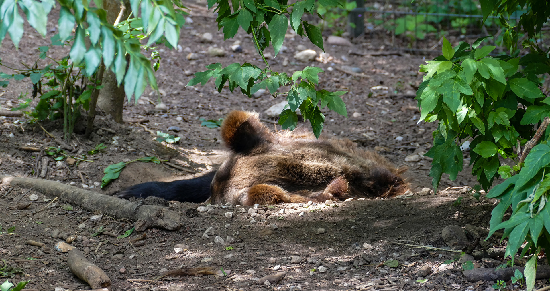 Siesta