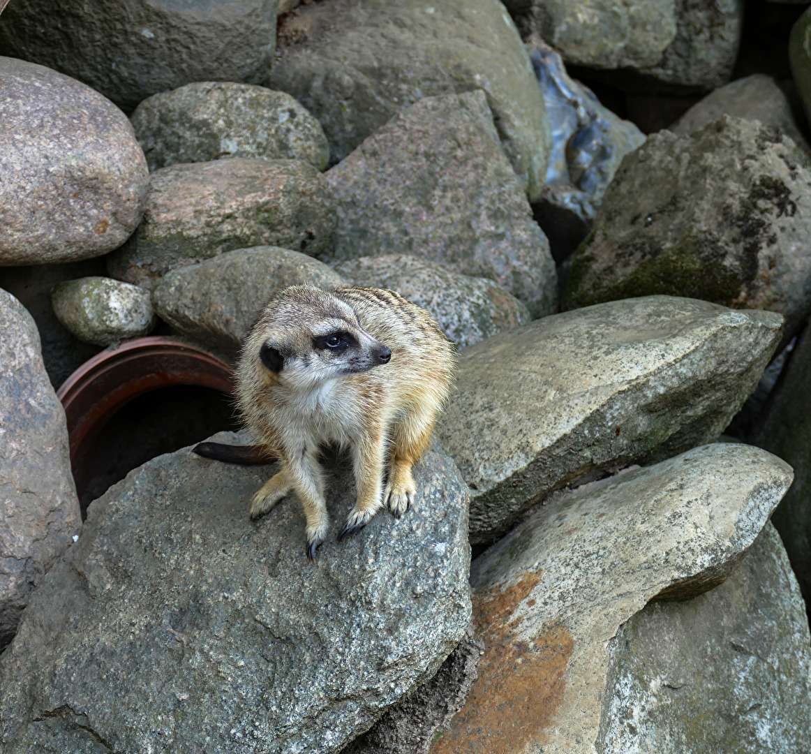 Wo bleiben die anderen