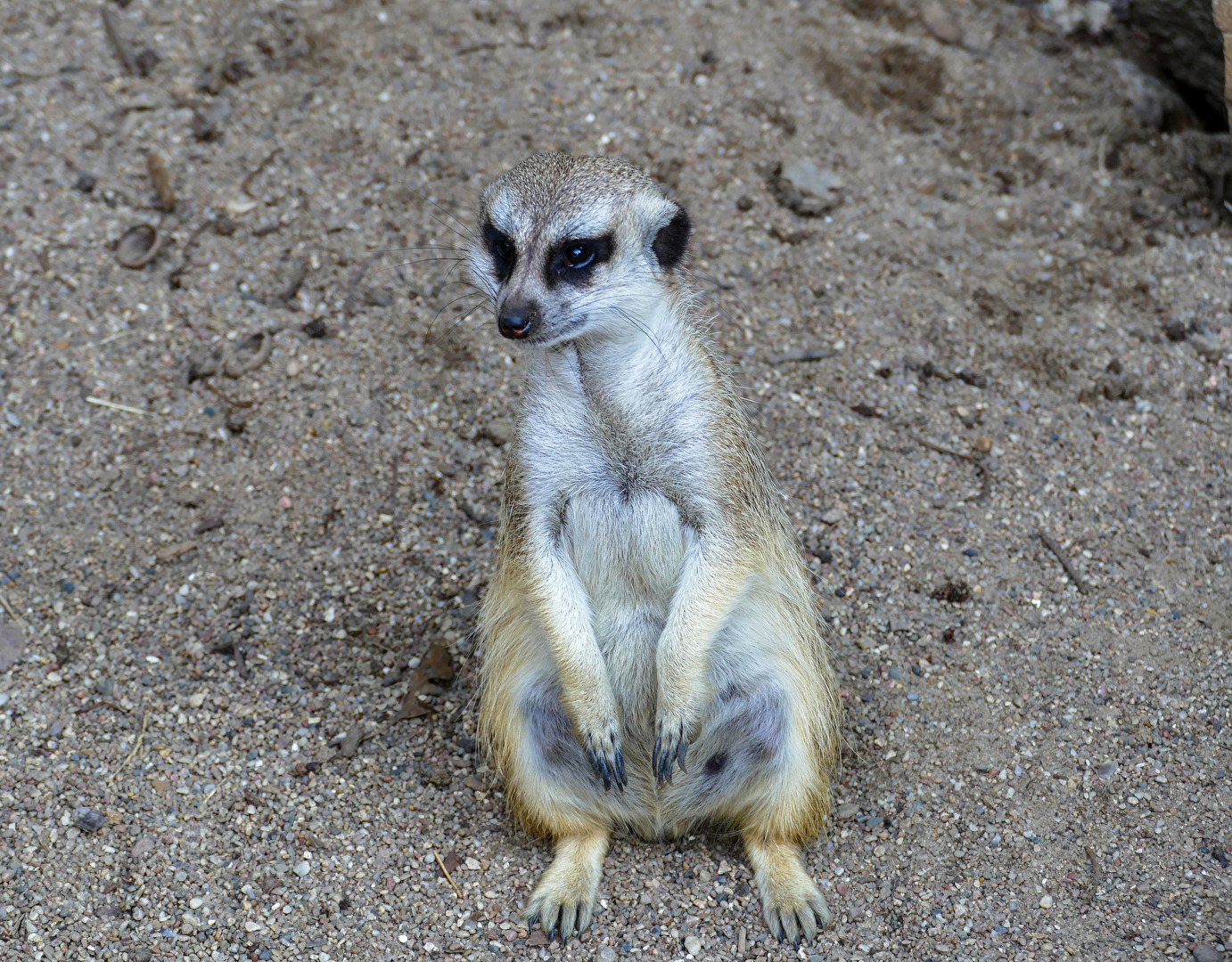 Ich muss jetzt Wache halten