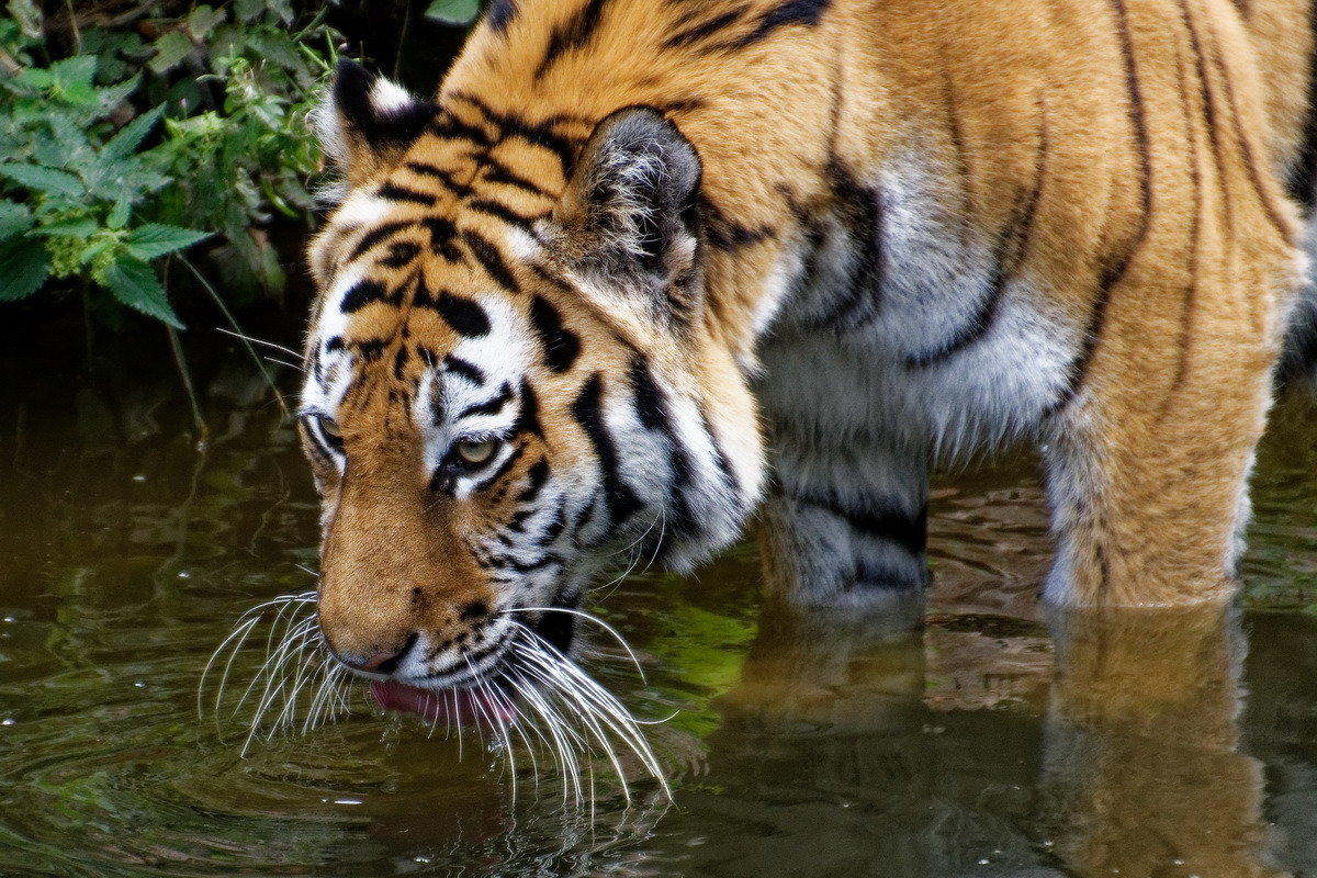 Tiger hat Durst
