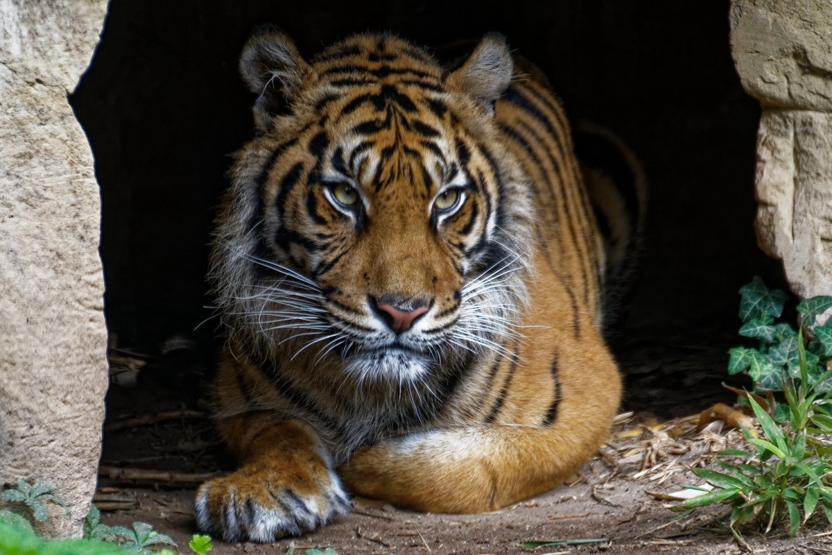 Tiger