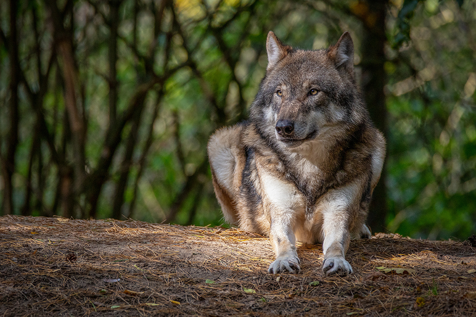 Mein Name ist Wolf