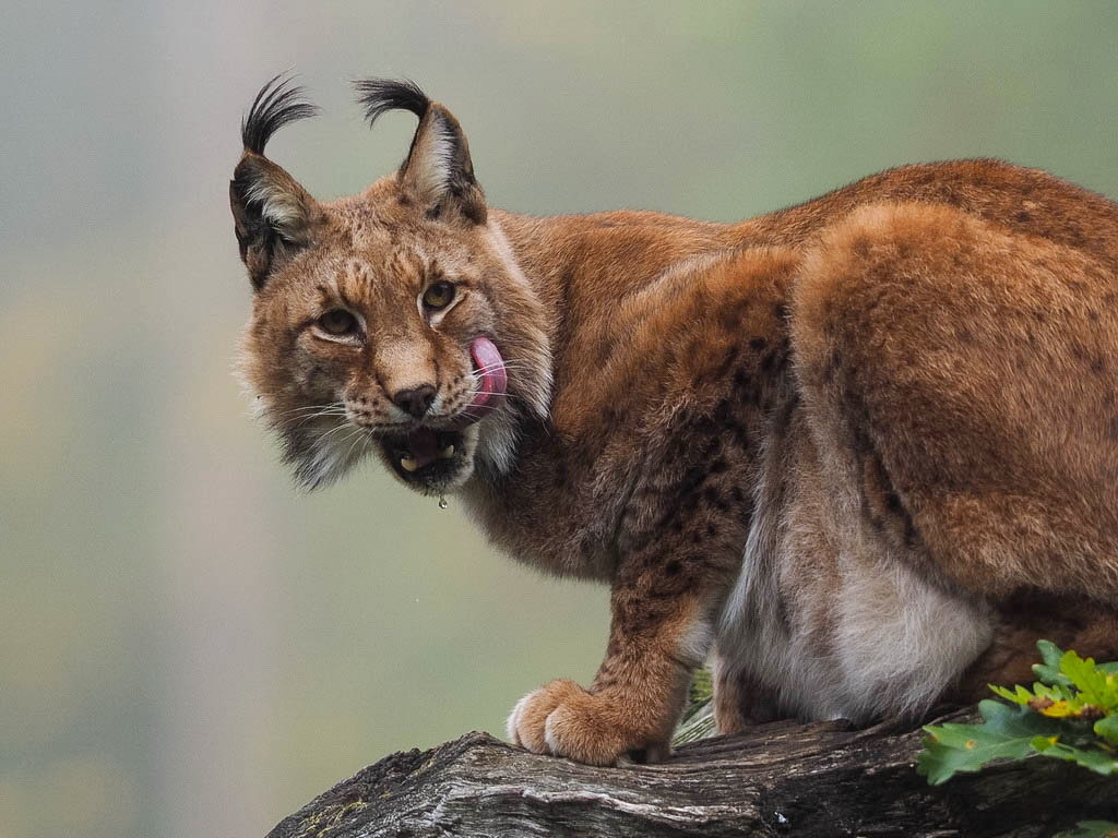 Luchs  Portrait