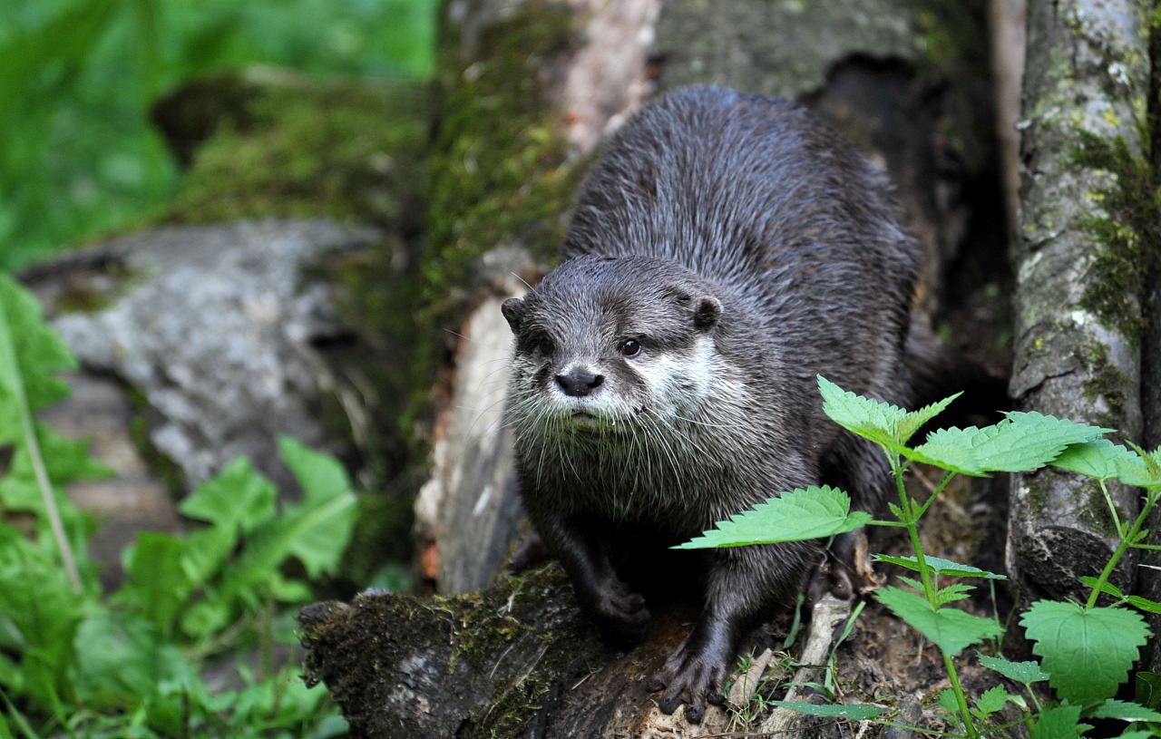 otter