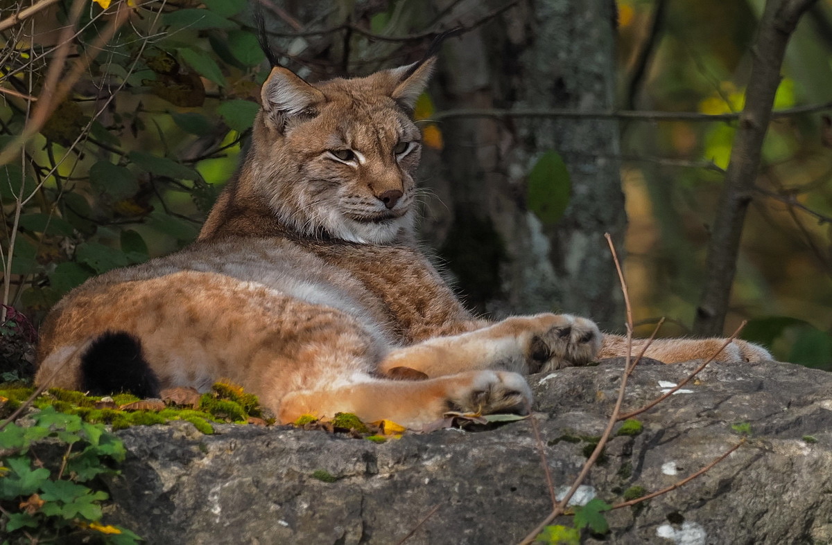 Luchs Portrait