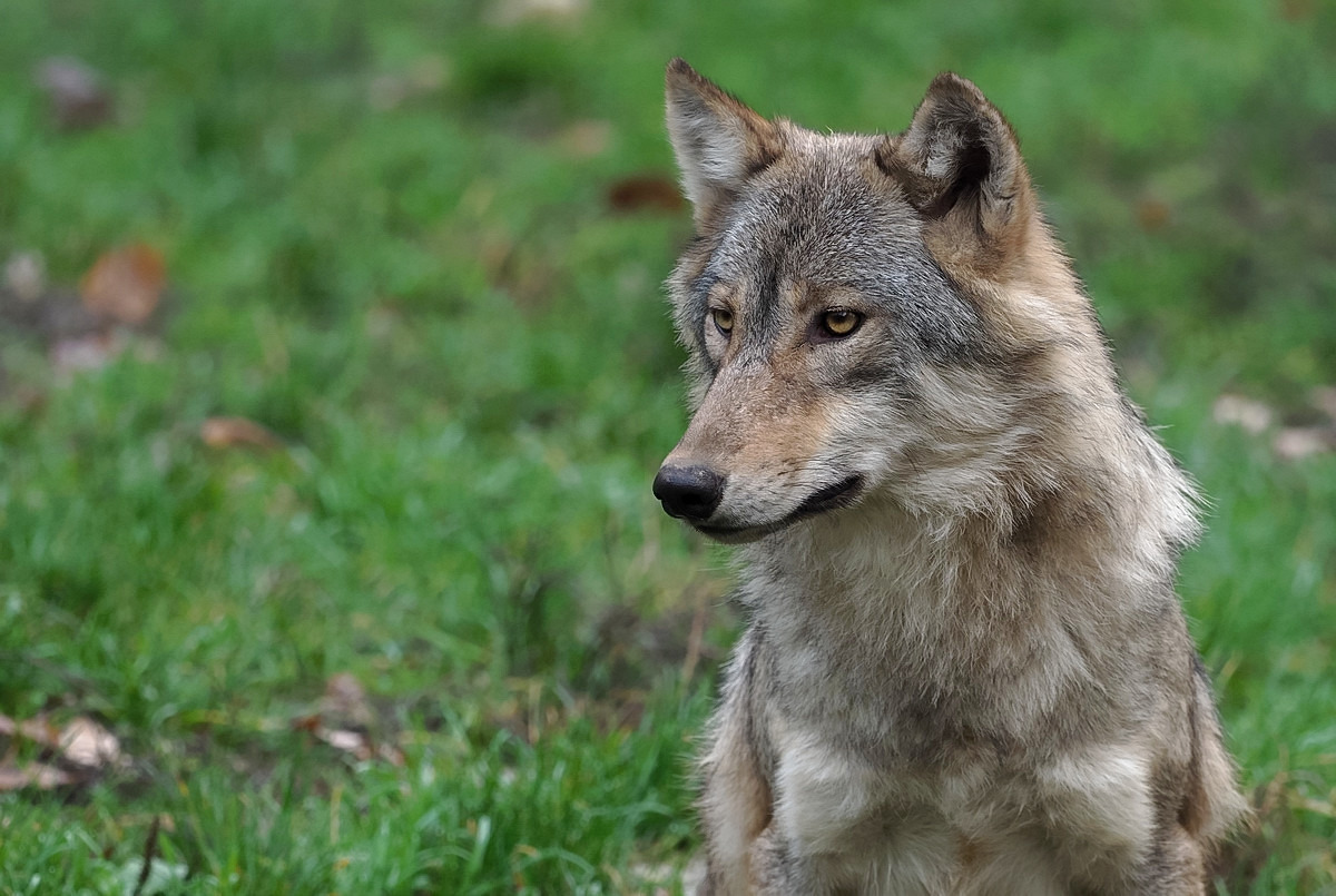 Timberwolfs - Portrait