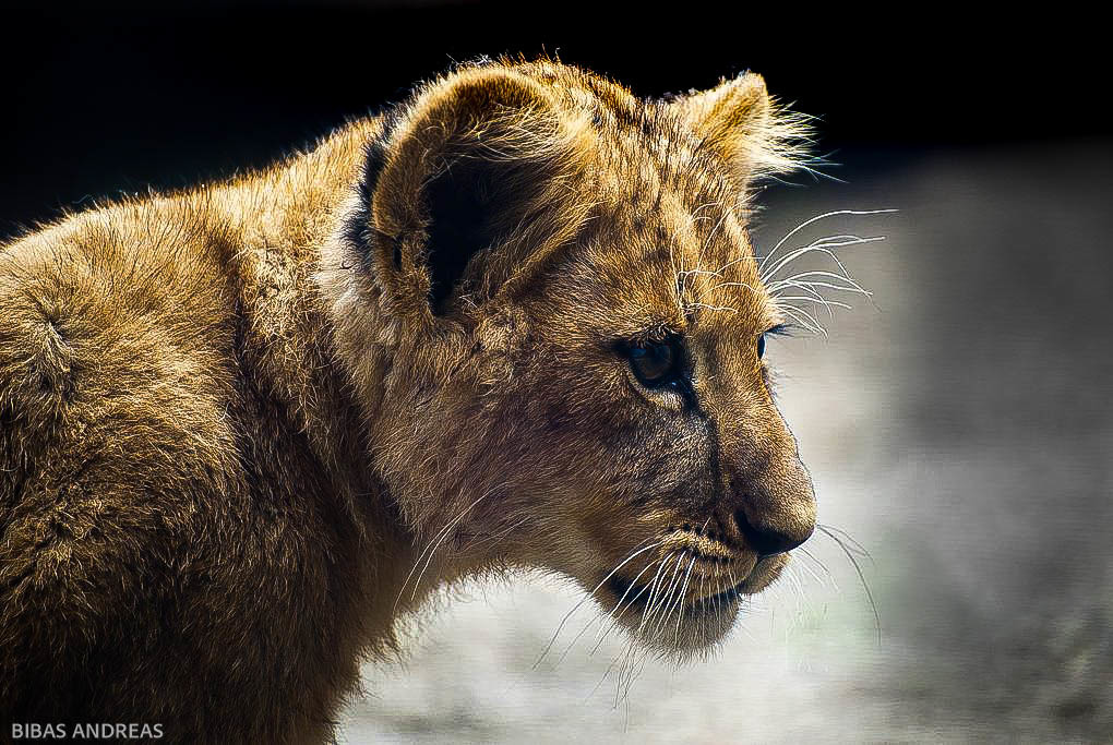 kleiner Löwe