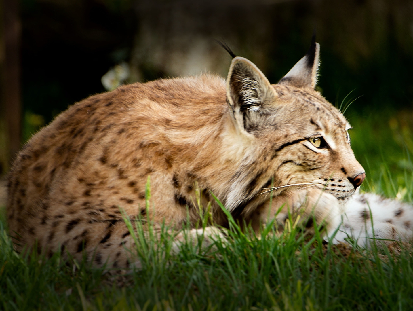 Luchs Hellenthal