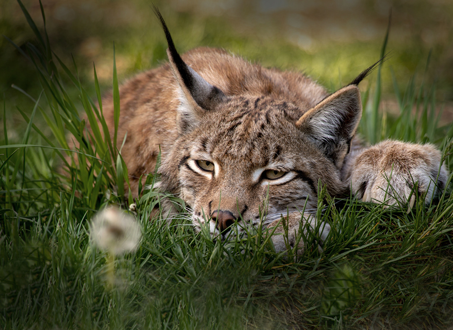 Luchs Greifvogelstation Hellenthal