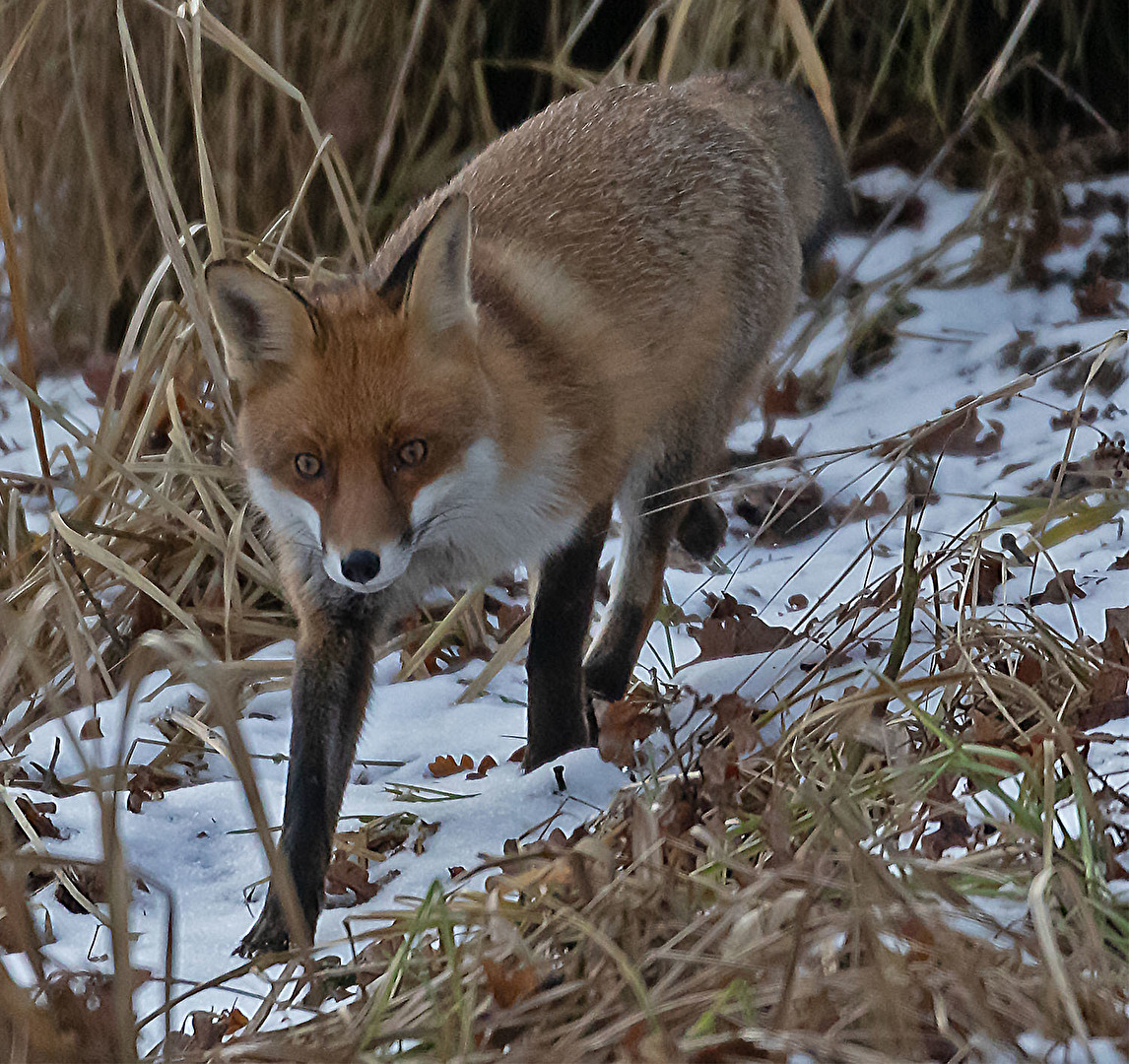 Der  Fuchs