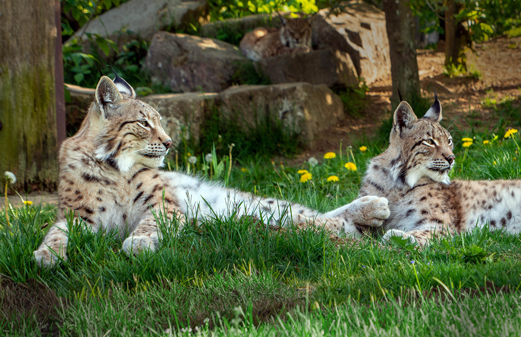 Luchs in Hellenthal