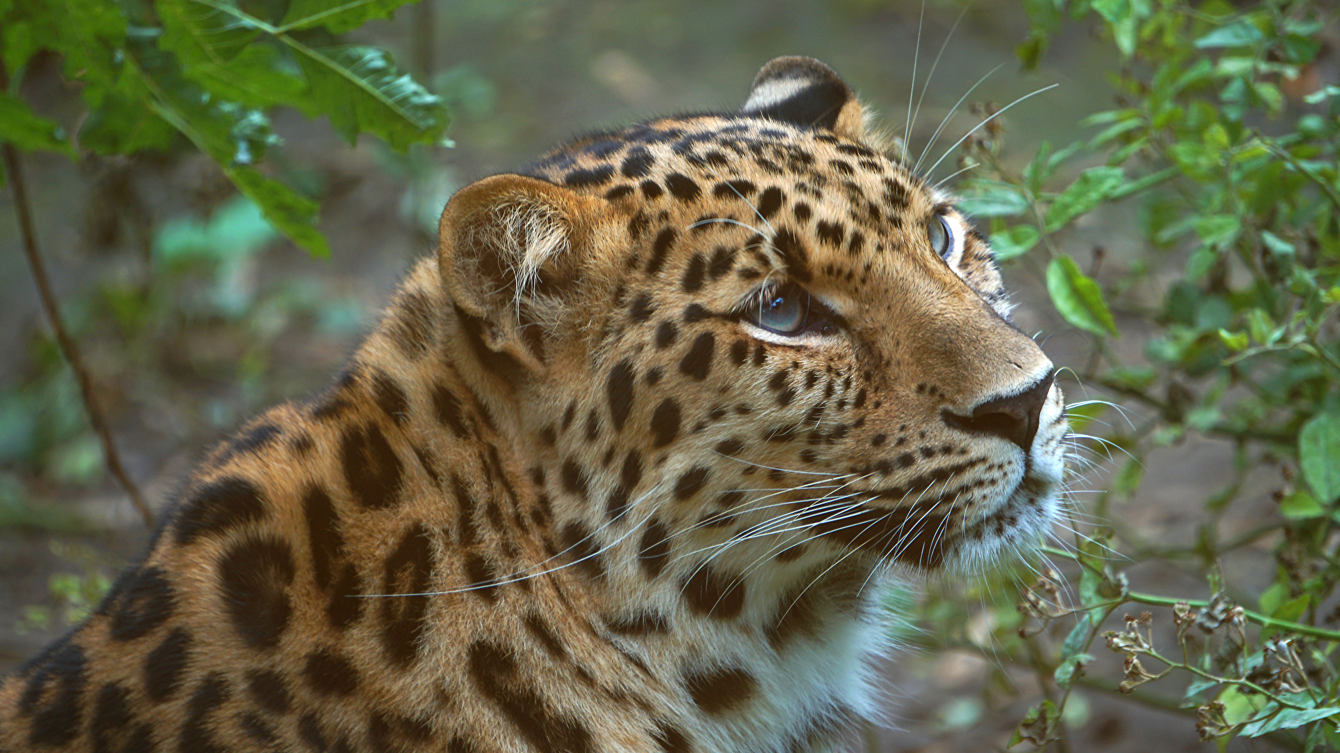 Amurleopard