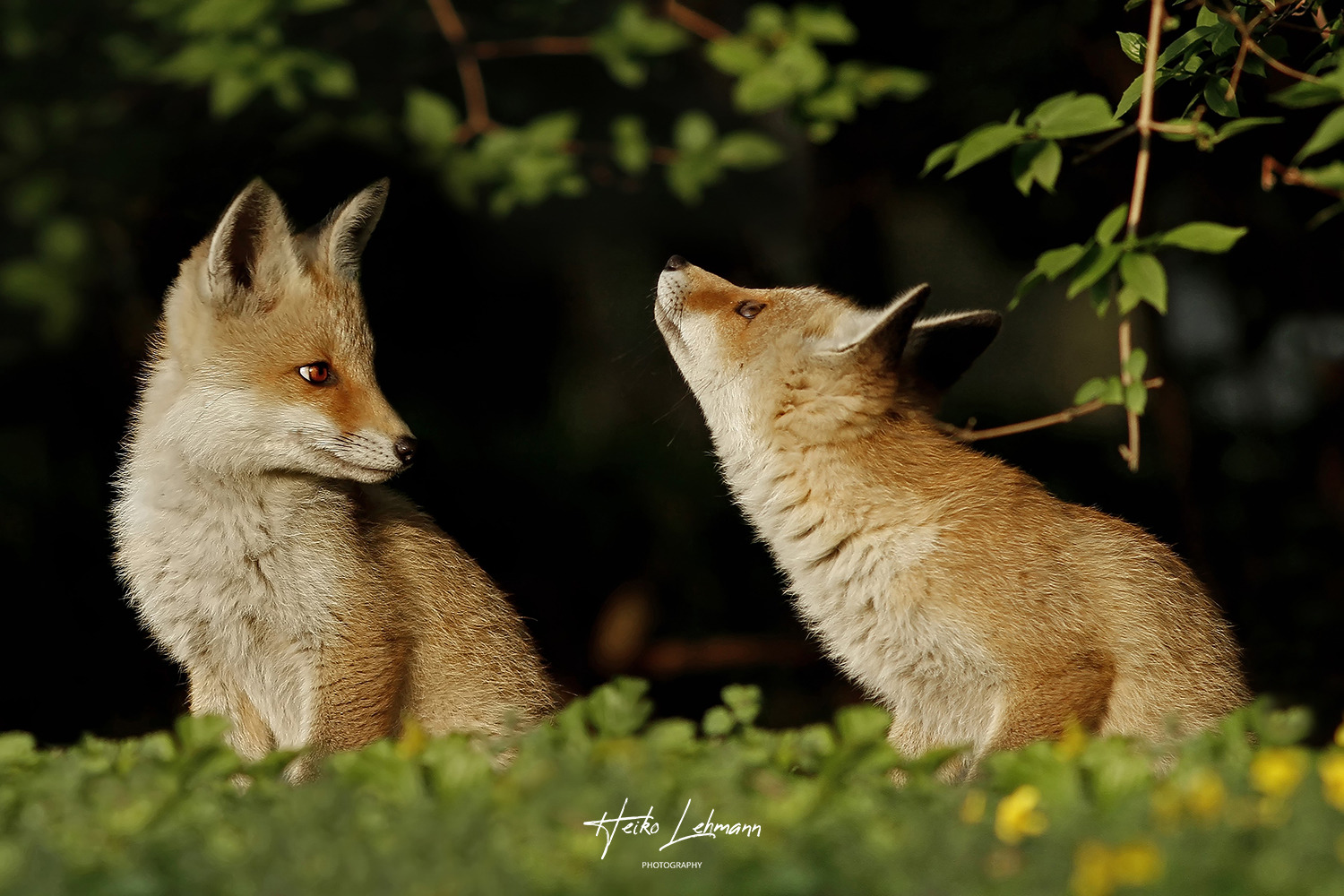 Der Rotfuchs (Vulpes vulpes)