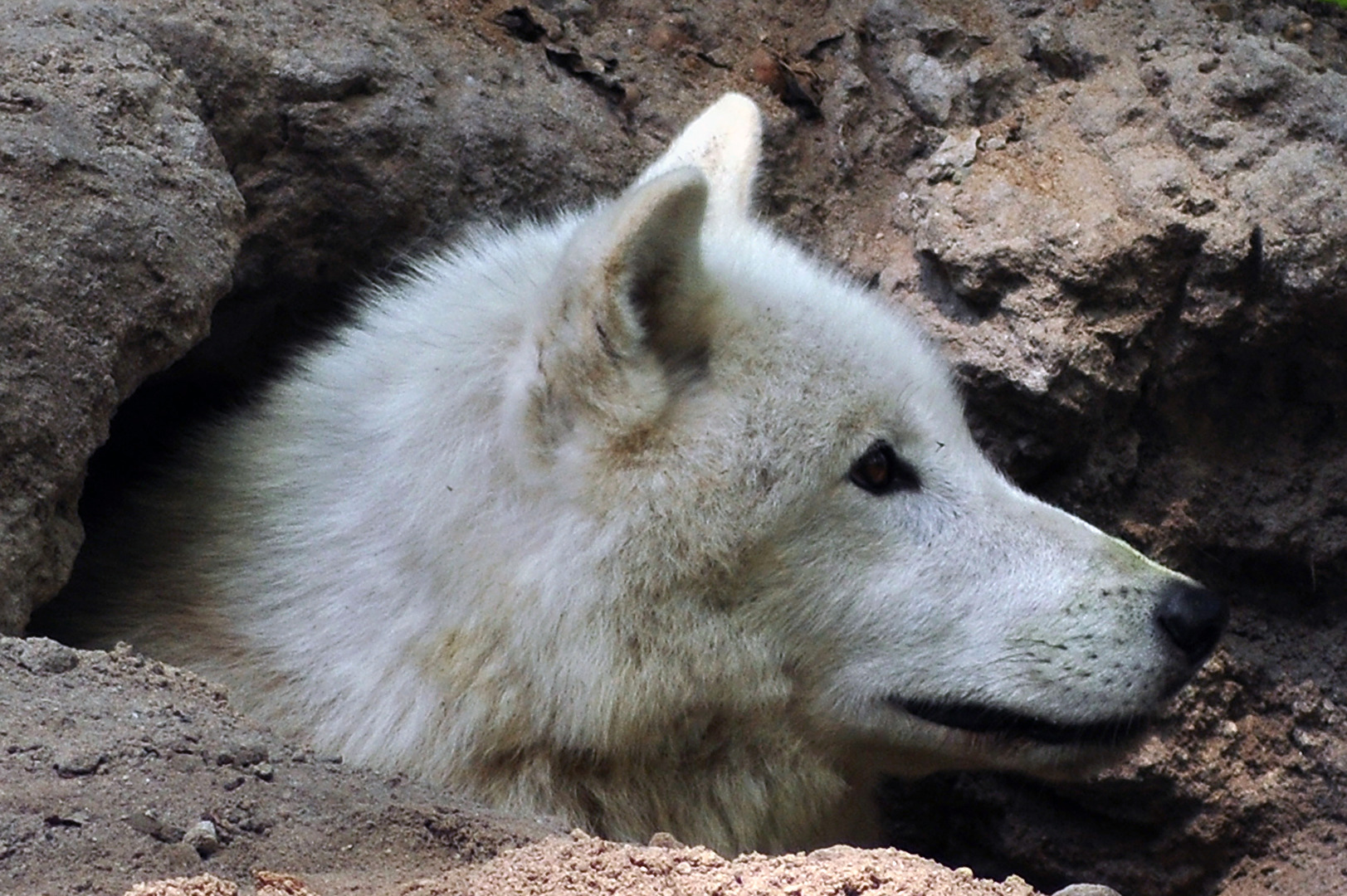 Polarwolf schaut aus Höhle