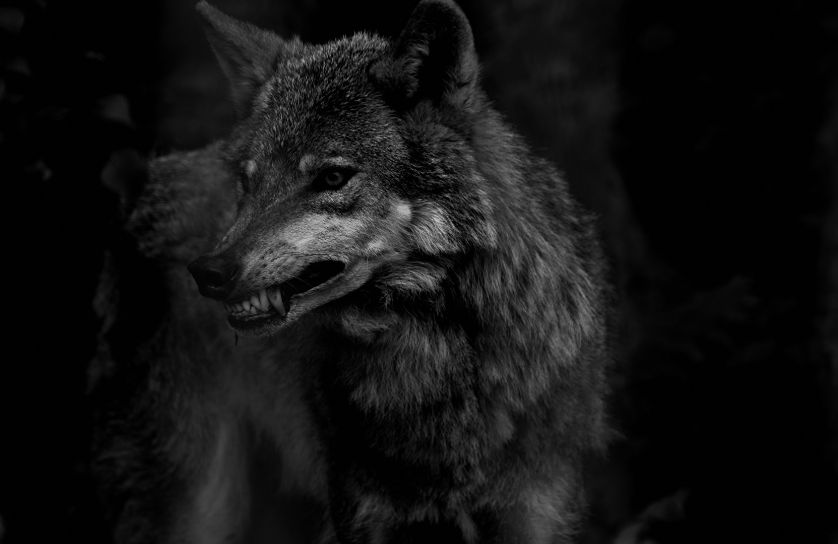 Der Wolf