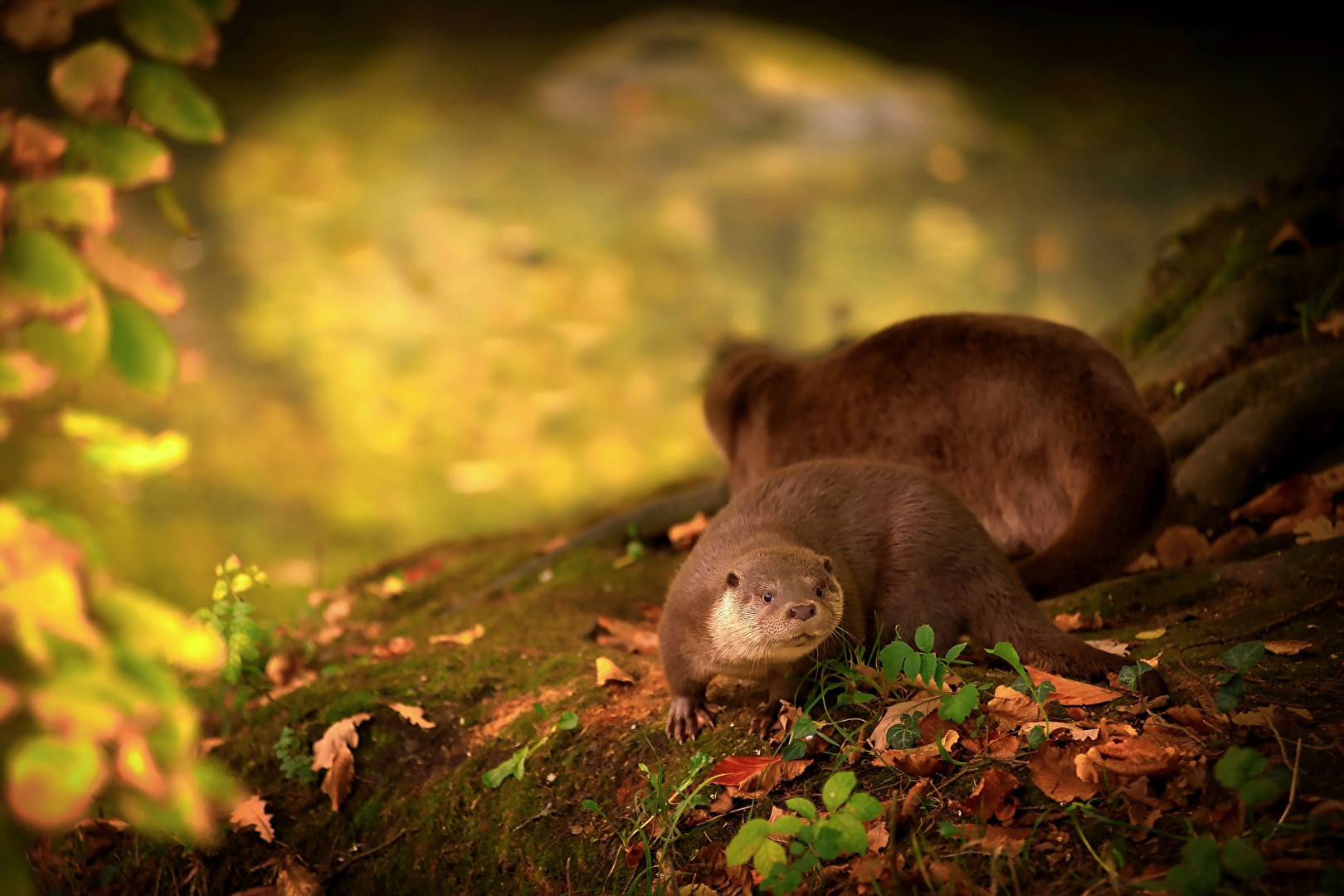 Neugieriger Otternachwuchs