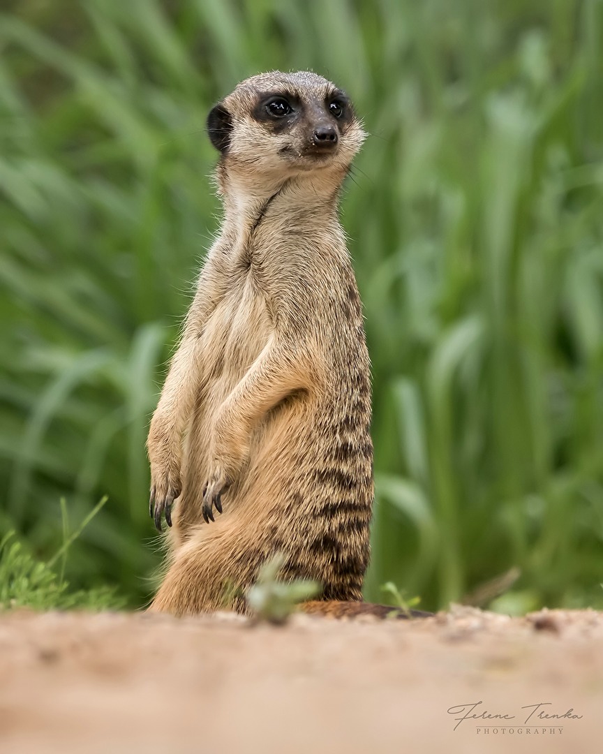 Mal gucken, ob einer guckt...