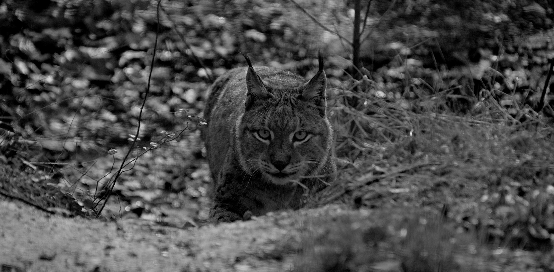 Schau mir in die Augen.... Kleines ;-)