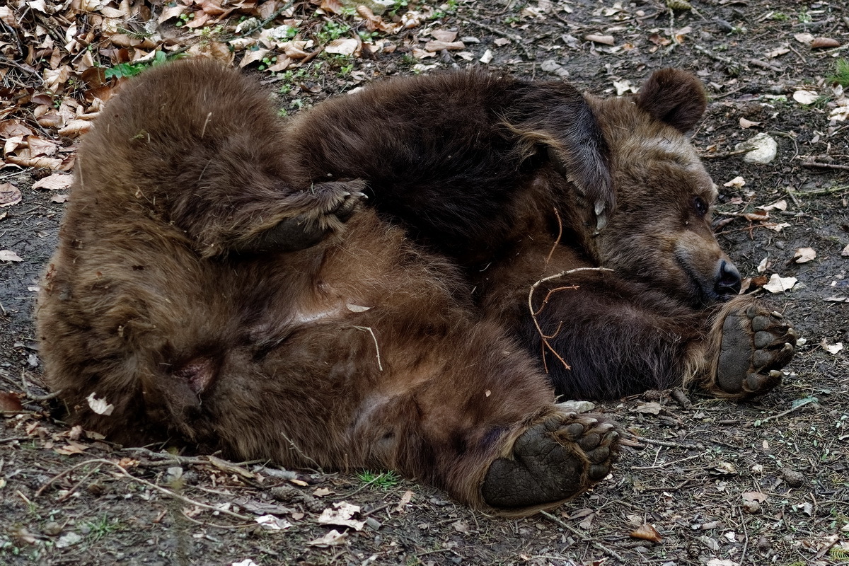 Braunbär