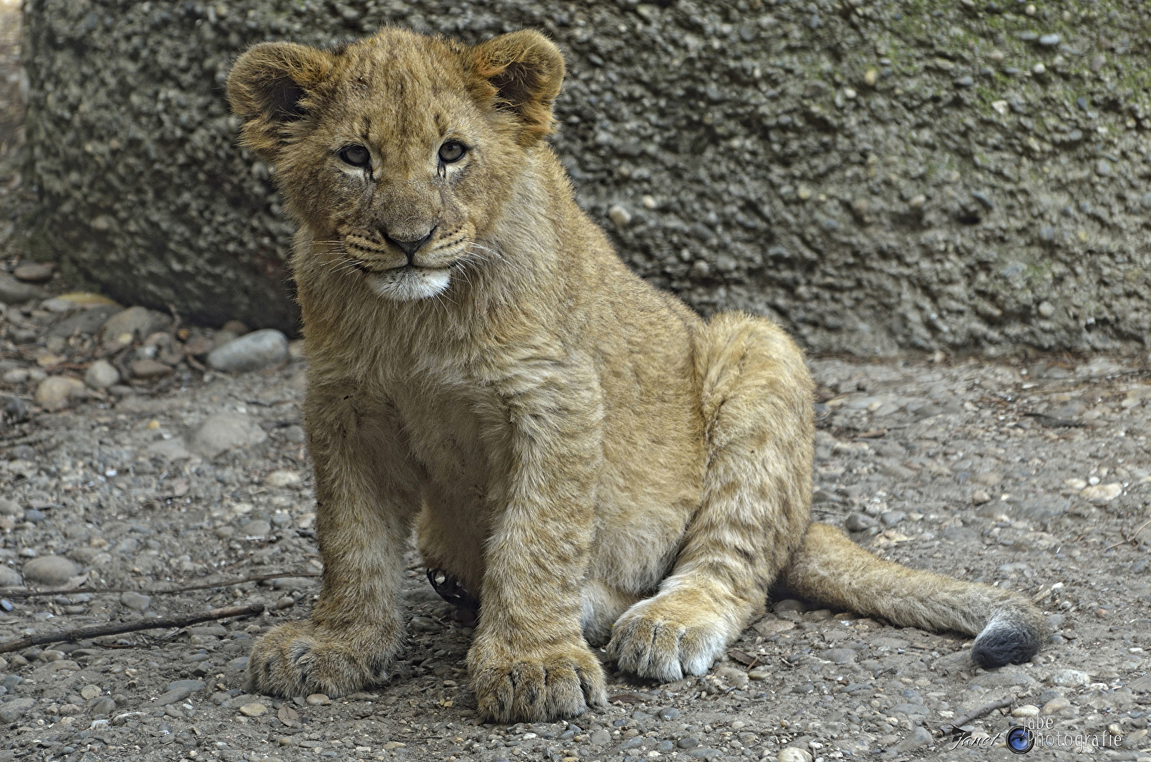 Junger Löwe..