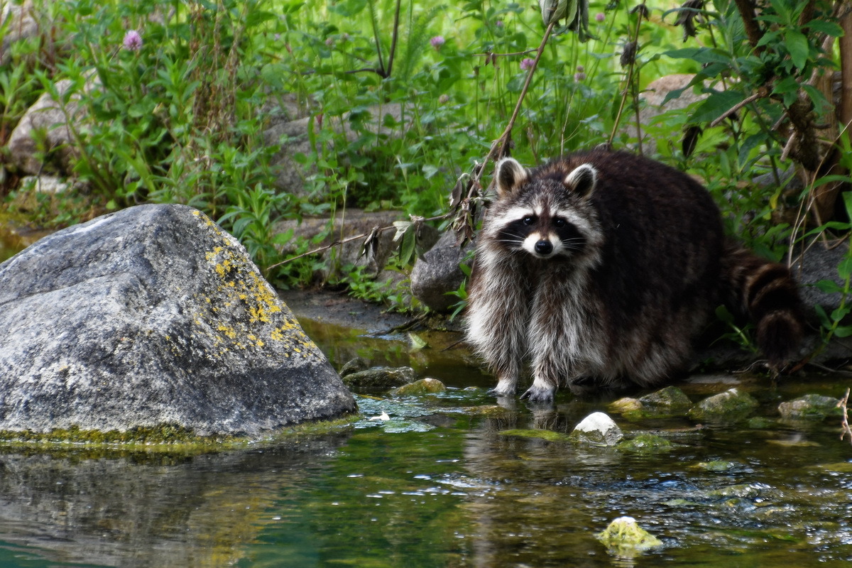 Waschbär