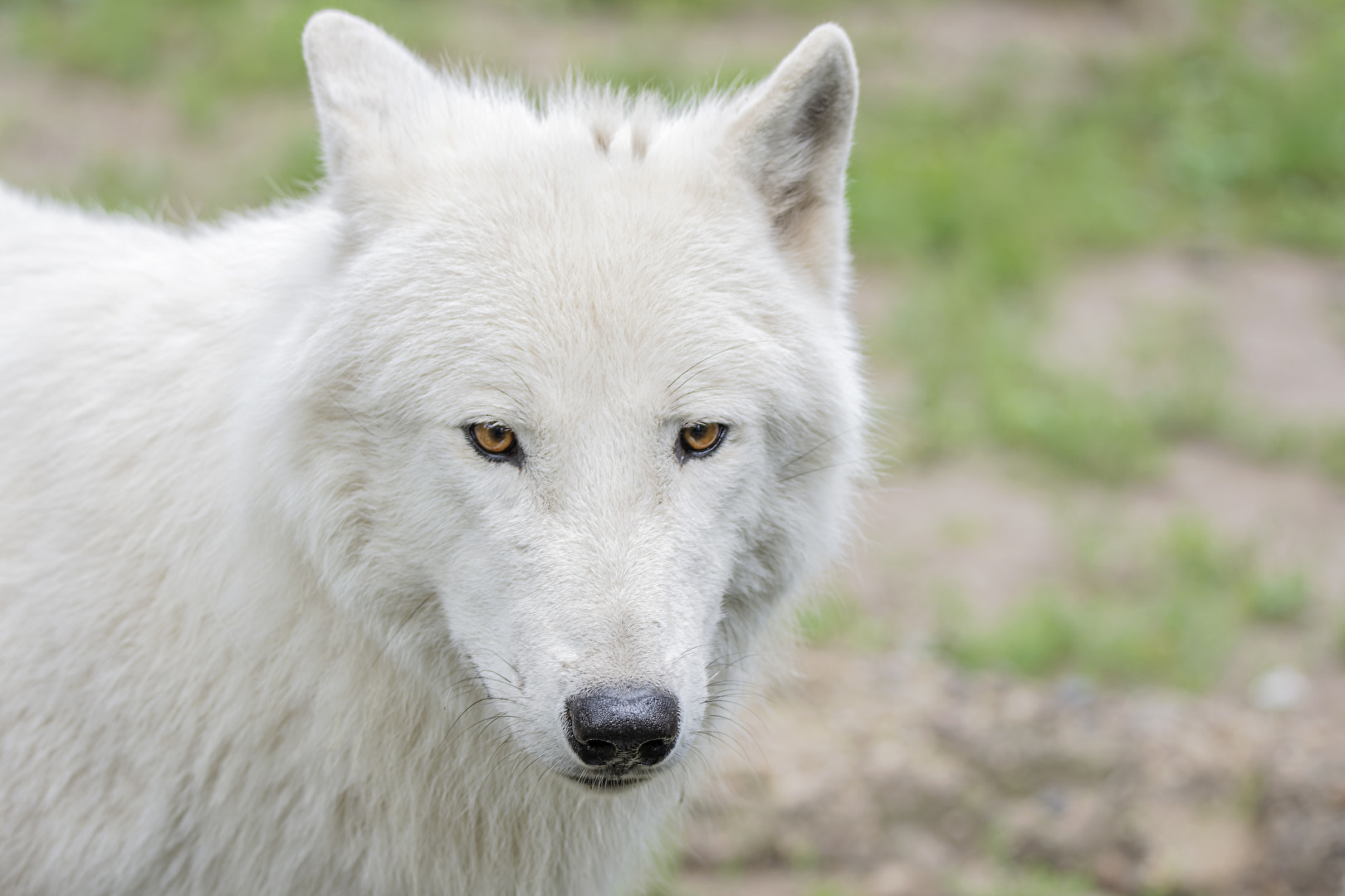 Weisser Wolf..Zoo Bern