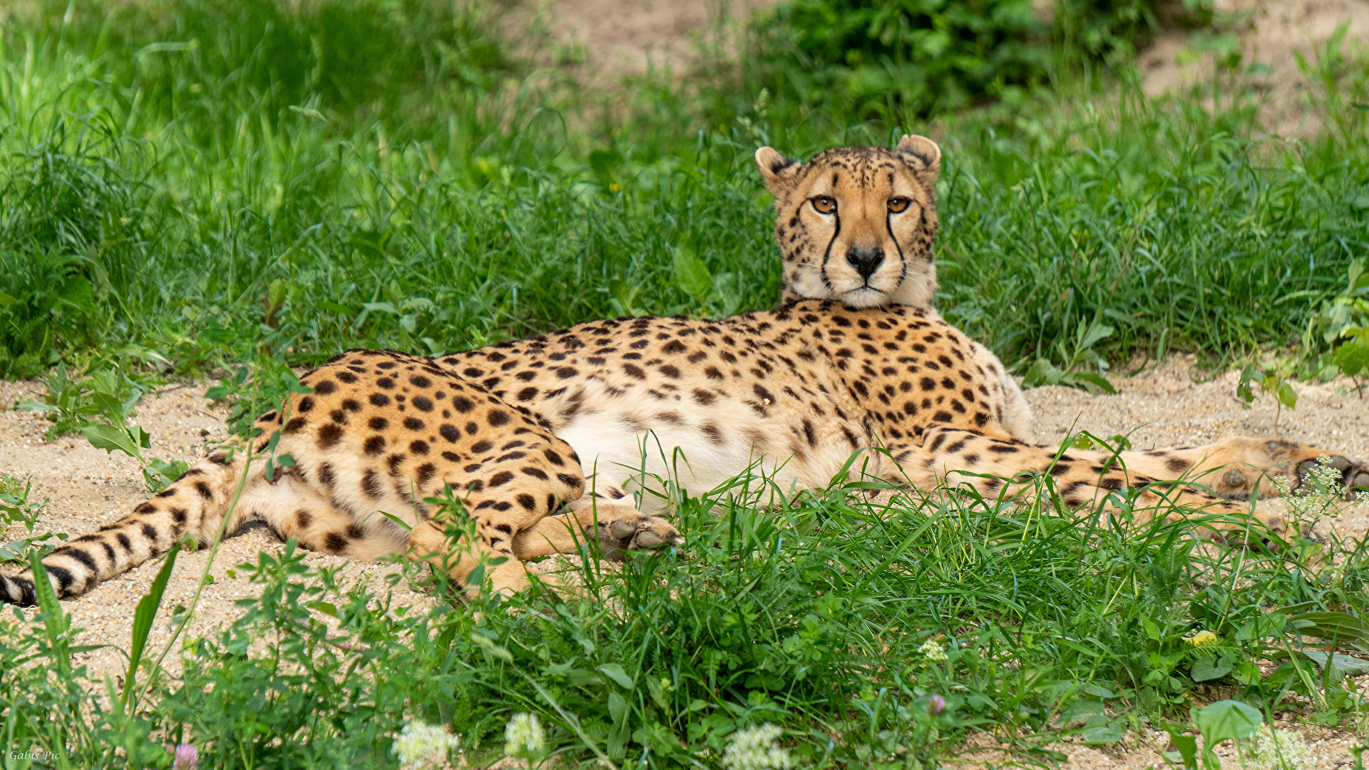 Gepard