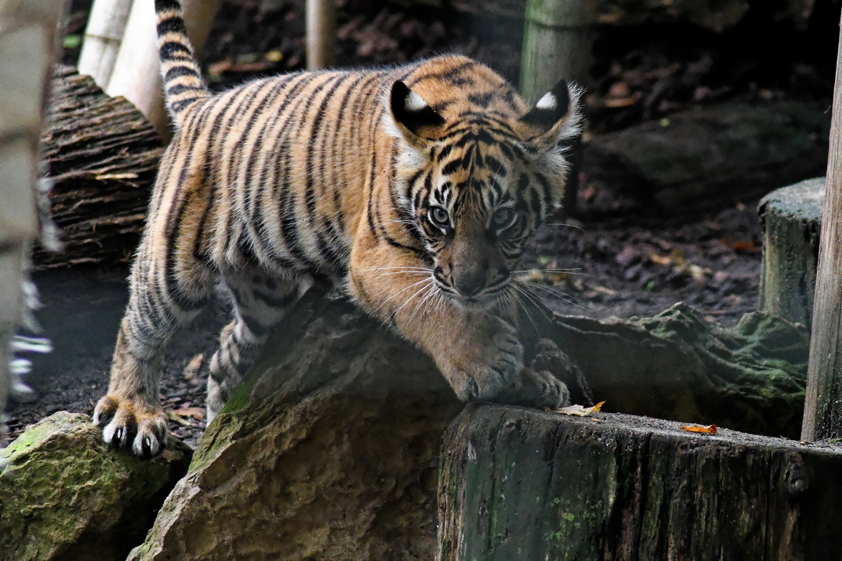 junger Tiger