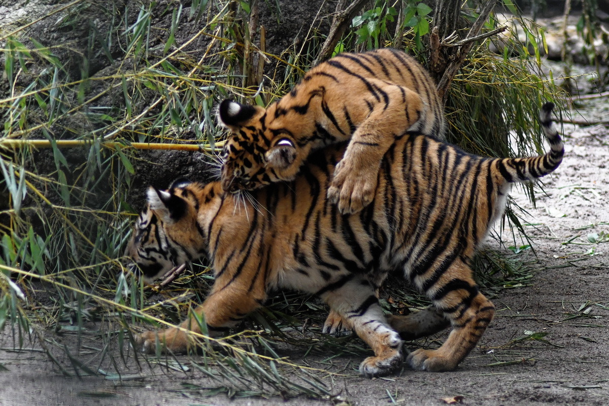 junge Tiger