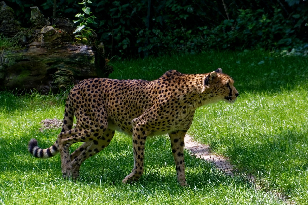 Gepard