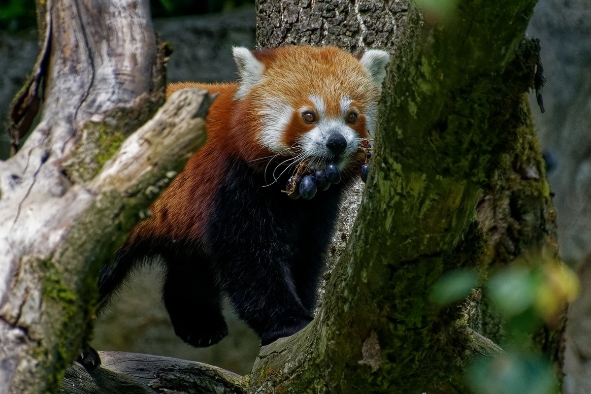 Kleiner Panda, ( Roter Panda )