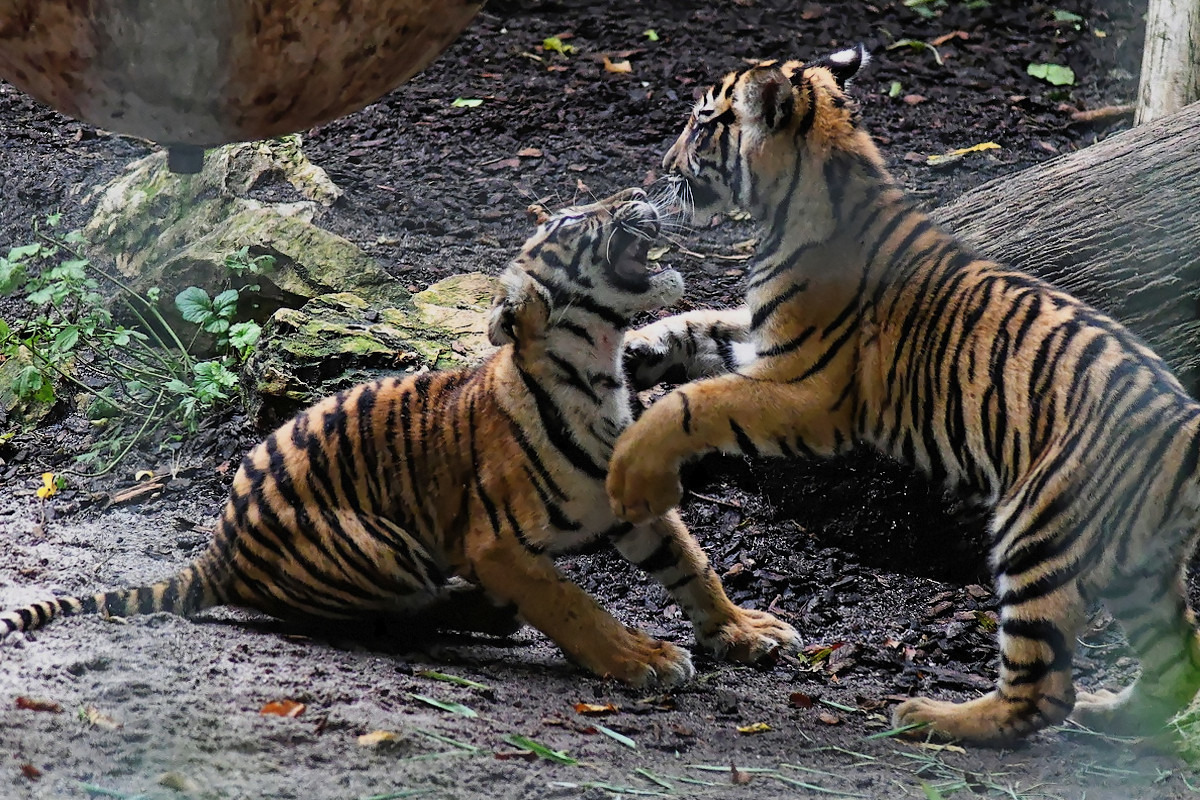 junge Tiger