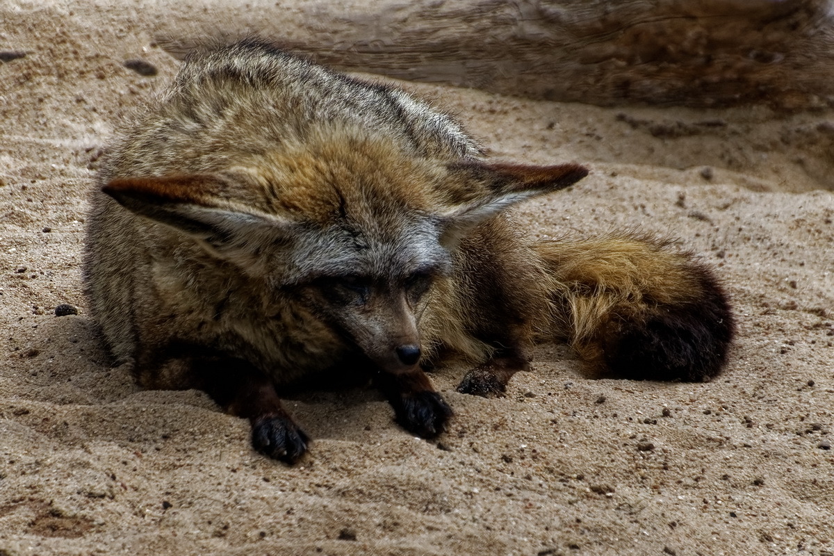 Löffelhund