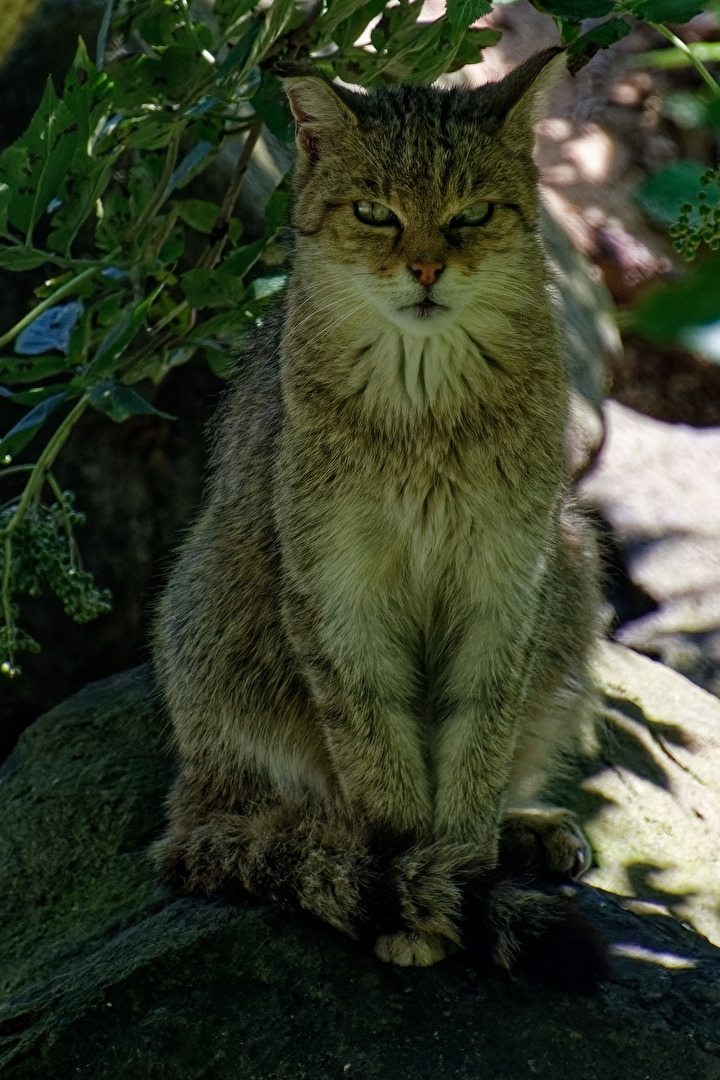 Wildkatze