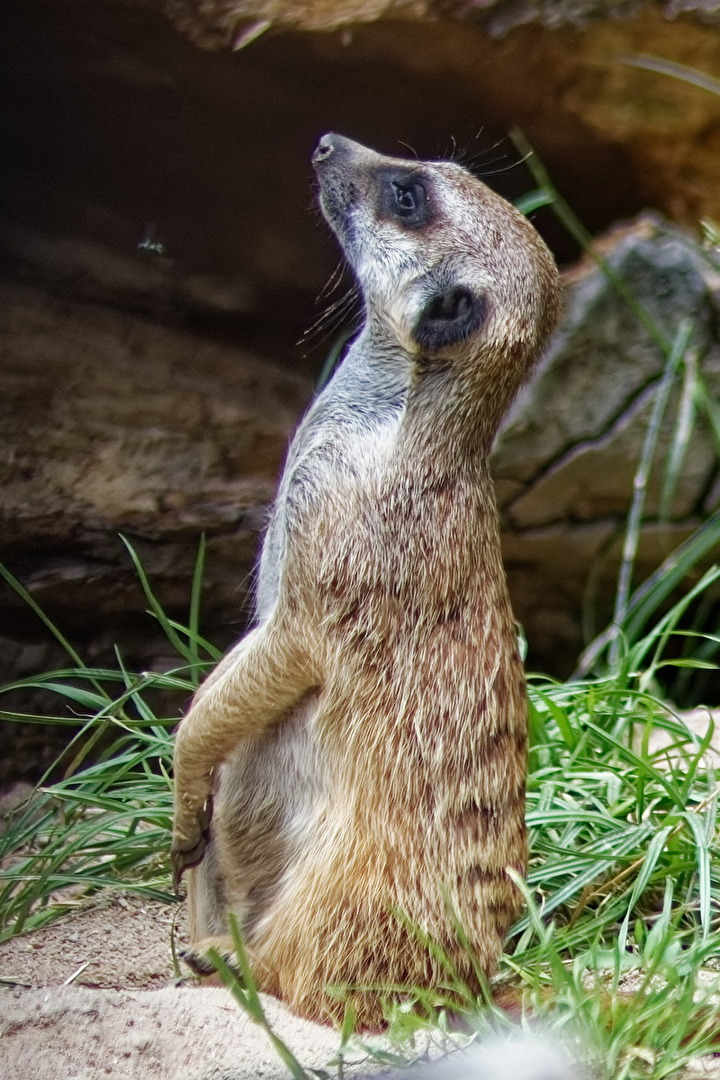 Erdmännchen