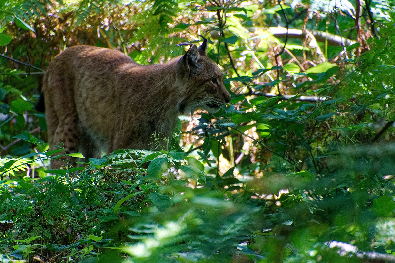 Luchs