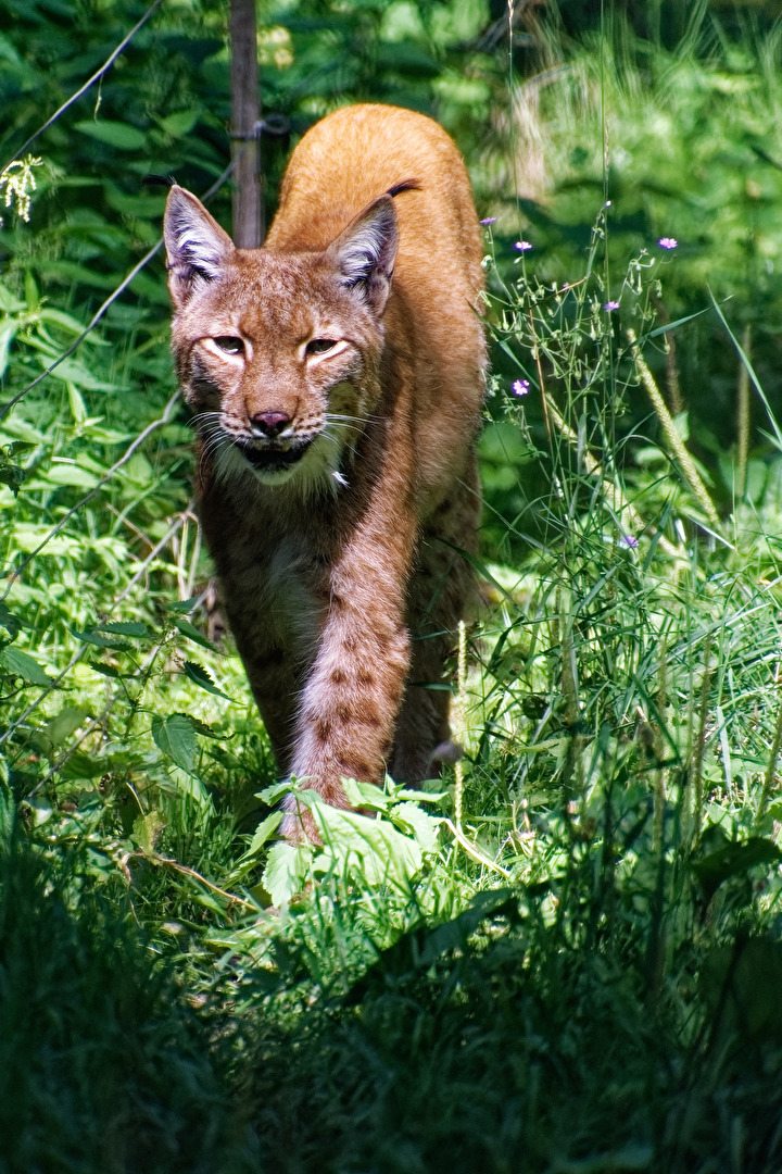 Luchs